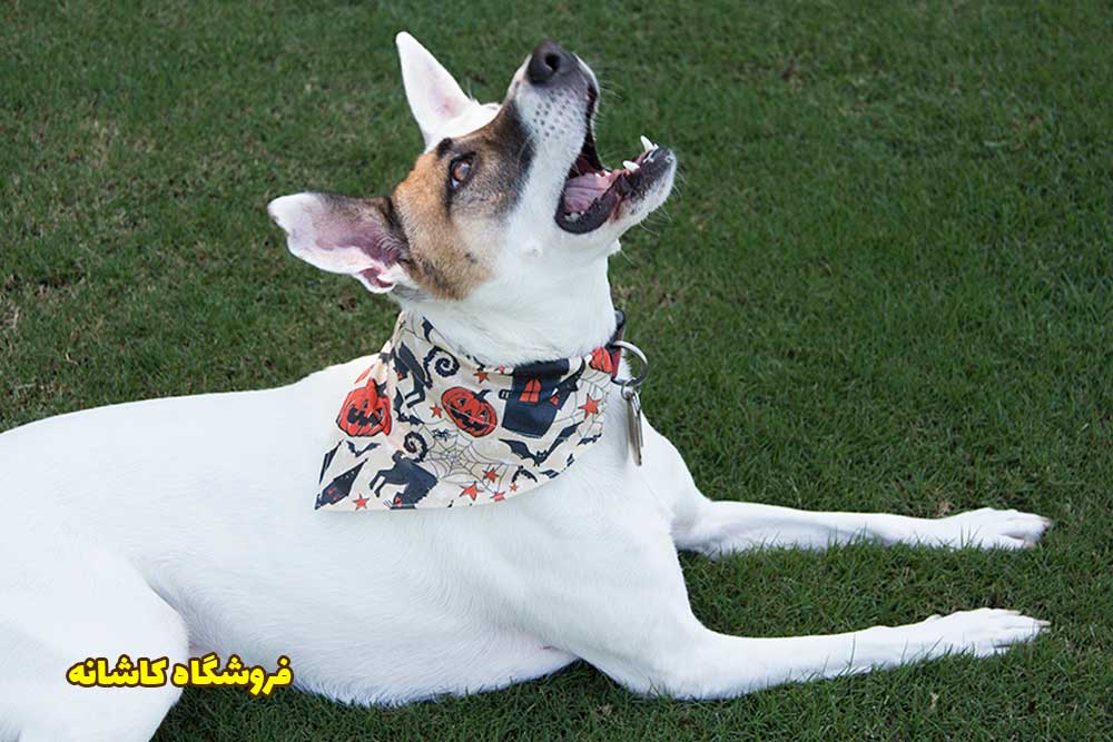 تزئین قلاده سگ با روسری 